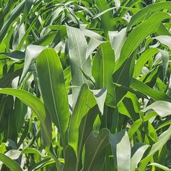 HOJAS  De Milpa.     3 $   Docena.   Solo Personas Interesadas 