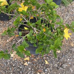Plants
