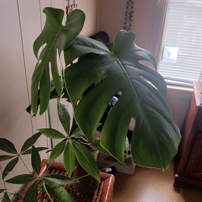 Monstera Plant Cutting for Sale in Gretna, LA OfferUp