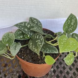 HERMOSAS PLANTAS NATURALES “ZATIN POTHOS PLANT 