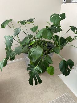 Monstera Plant
