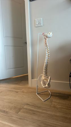 Spine Model