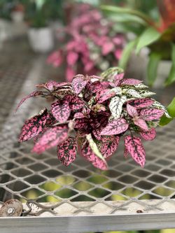 Polka Dot Plant – Pink and White