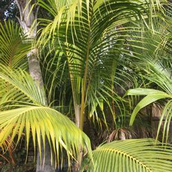 Coconut Palms