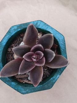 Succulent DECAISNE PLANT 