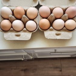 Fresh Eggs