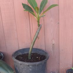 Plumeria Plant😃😃😃😃