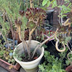 Succulent Black Flowers 