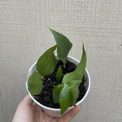4” hoya polyneura fully rooted new growth