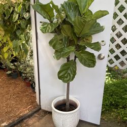 See description*** ~5ft super healthy fiddle leaf, now $59/reg$125 very thick trunk; ceramic pot not included; 95820