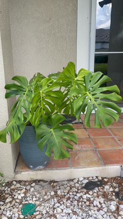 Large monstera