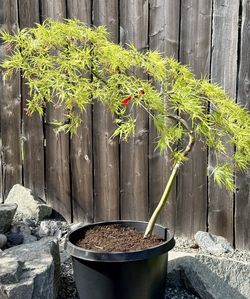 Viridis Lace Leaf Japanese Maple