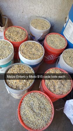 Maize Entero