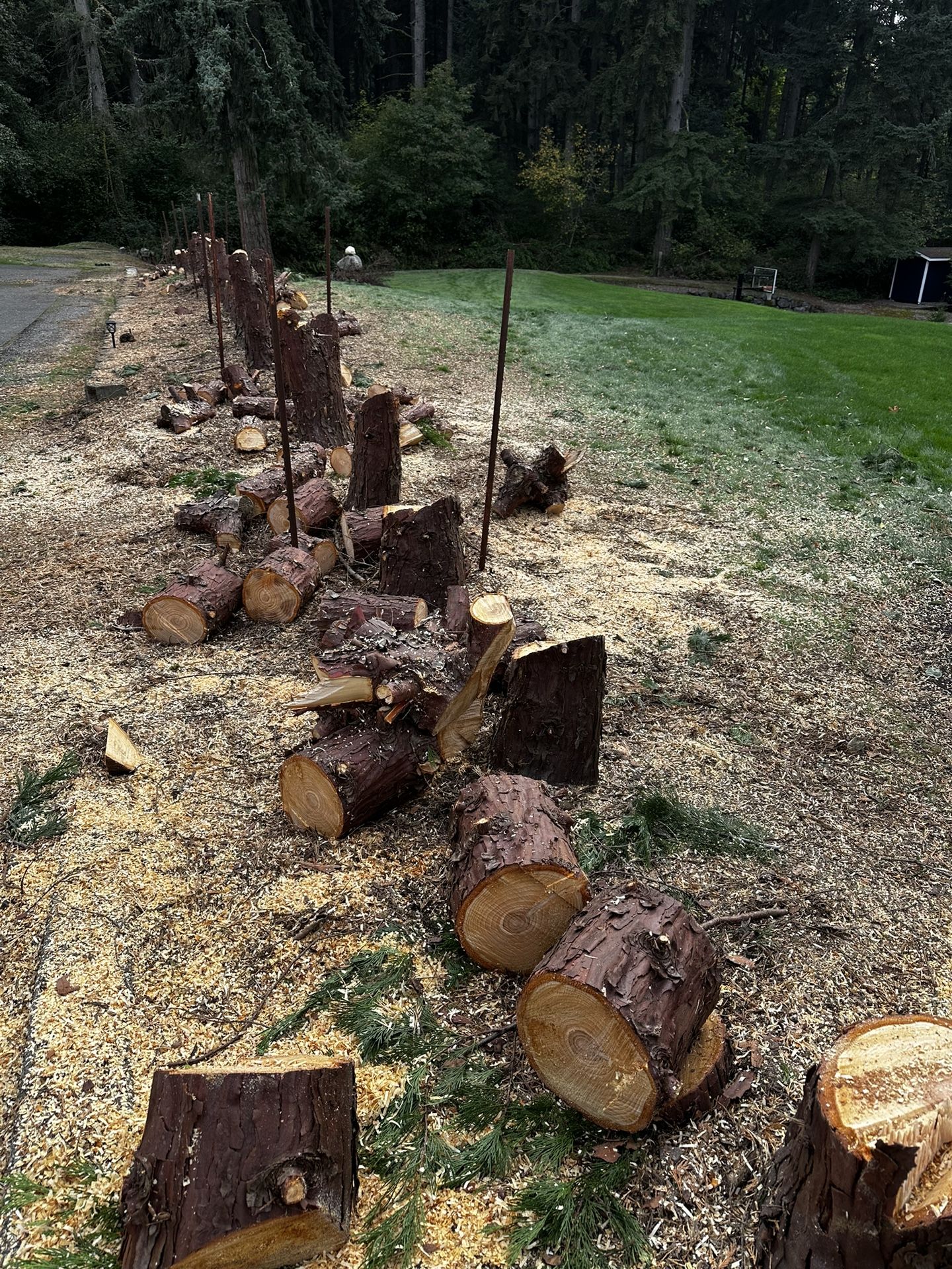 FREE Cedar Firewood