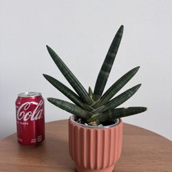 Sansevieria Bouncel Black