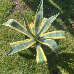 Agave Americana Varigated Century Plant