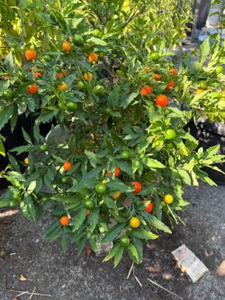 Big The Jerusalem cherry (winter cherry)