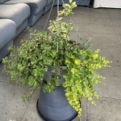 Outdoor Plant 