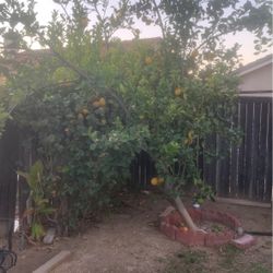 Lemons (6 Lemons For 1$)