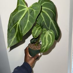Anthurium Magnificum X Silver 