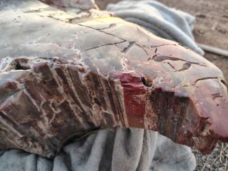 Polished petrified wood slab