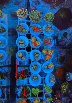 Acan fake reef tank decoration