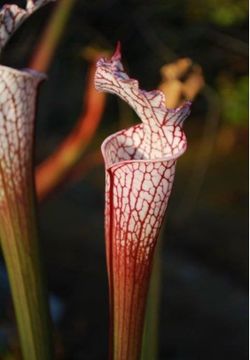 Carnivorous Plants American Pitcher Plant Sarracenia Venus Flytrap