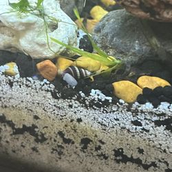Aquarium Plants And Others.