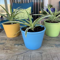 Spider Plants In Ceramic Glazed Pots