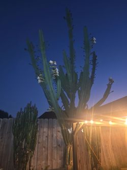 Giant Cactus