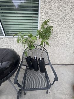 1 Gal Black Mission Or Kadota