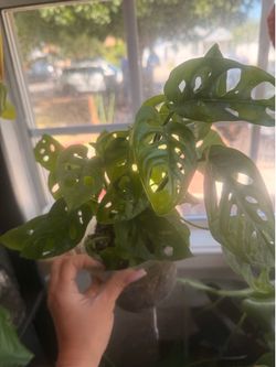 monstera Adonsonii