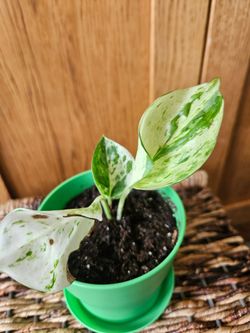 Manjula Pothos (Green pot-D)