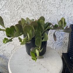 1 Gallon Pot Succulent Plant - Kleinia Petraea - Jade Trepador - Rooted & Established - Drought Resistant - 🪴