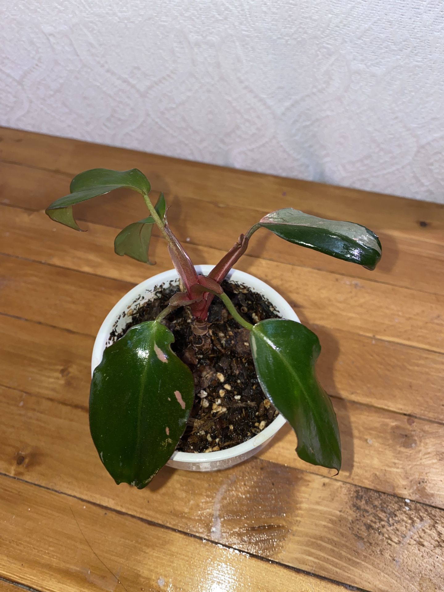 Philodendron Pink Princess House Plant