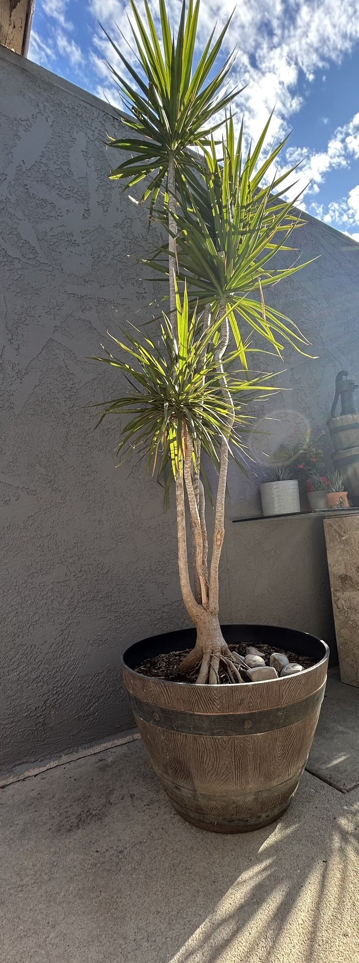 Plants 
