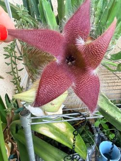 Stapelia grandiflora