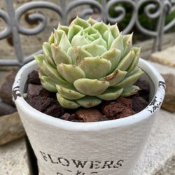 Succulent Plant 4” Pot 