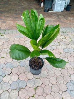 Licuala Grandis