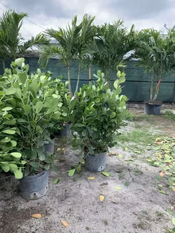 Clusia 3,7,15 gallons