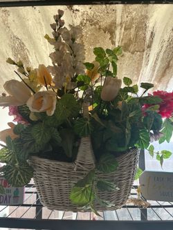 Decorative house plant
