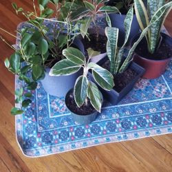 House Plants 