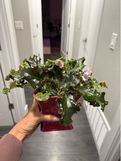 African Violet huge bush in cheramic pot or without