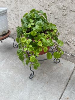 Big plant