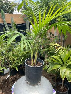 Small Palm