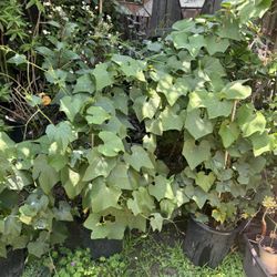 Chayotes 3 Feet Long Ready To Plant $15 Each OR $25 For 2 Plants