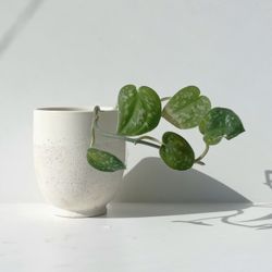 Lush Trailing Silver Satin Pothos Plant Money Plant/ House Plant/ Indoor Plant 