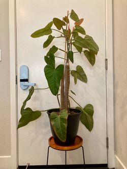 Philodendron Erubescens 'Emerald Green'