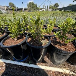 Boxwood 5 Gallon