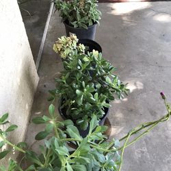Succulents In 5 Gallon 